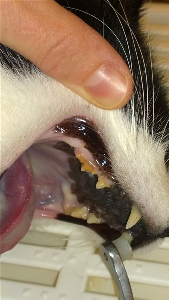 Miever får en tandspærre i munden, så vi har bedre udsyn. Her er et billede fra før tandrensningen, der ses tandsten som de gul/brune belægninger.